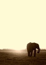 TASAKIが世界初のダイヤモンドのオートクチュールサービスを開始 - 玉木宏によるボツワナの写真展も開催中｜写真2