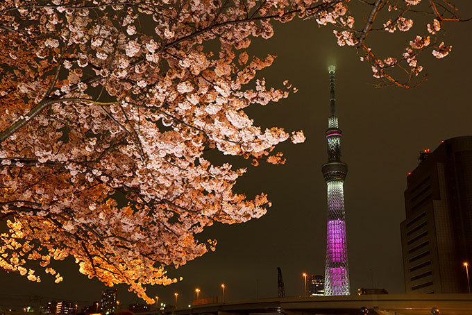 東京スカイツリーを世界一高い桜に見立てた特別ライティング 舞 さくらのフードメニューも ファッションプレス