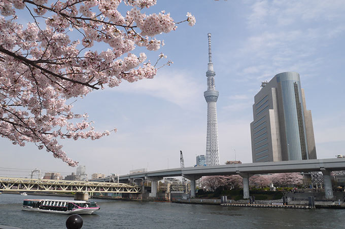 東京スカイツリーを世界一高い桜に見立てた特別ライティング‟舞”、さくらのフードメニューも｜写真3