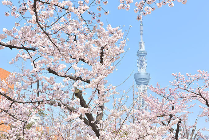 東京スカイツリーを世界一高い桜に見立てた特別ライティング‟舞”、さくらのフードメニューも｜写真4