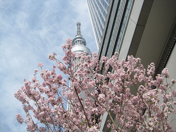 東京スカイツリーを世界一高い桜に見立てた特別ライティング‟舞”、さくらのフードメニューも｜写真5