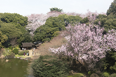 東京国立博物館「博物館でお花見を」