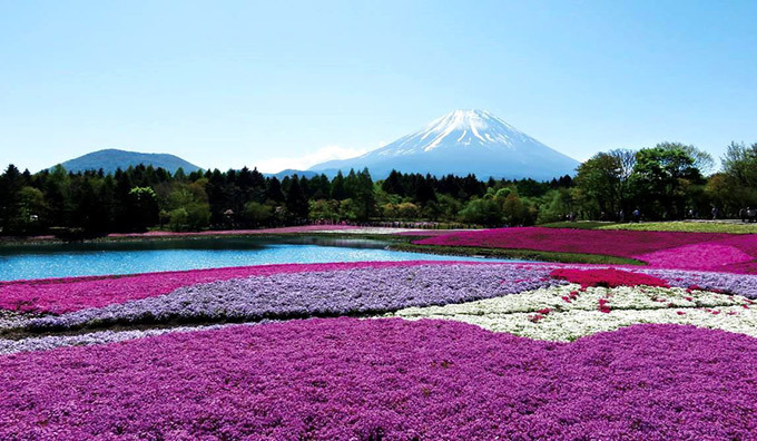 「富士芝桜まつり」山梨・富士河口湖で - 大道芸フェスやうまいものフェスも同時開催 | 写真