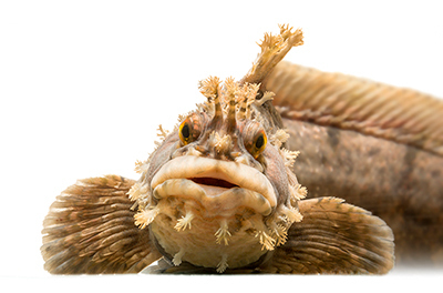 海遊館「顔博」