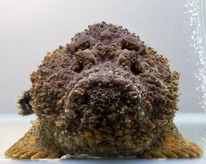 大阪 海遊館で企画展 顔博 を開催 かわいい顔やユニークな顔の魚が集合 ファッションプレス