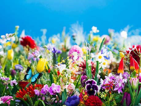 蜷川実花のソロ・エキシビション、丸の内にて開催 -「花」シリーズの最新作ほか、鮮やかな空間を体感 | 写真