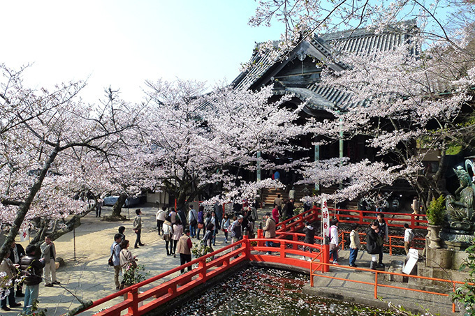 「春の特別拝観」京都や奈良などの寺院「西国三十三所」で - 興福寺の阿修羅像など秘宝公開、桜も見ごろ｜写真2
