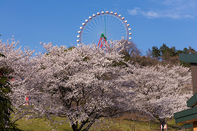 神奈川「さがみ湖桜まつり2017」夜桜イルミネーション・約2500本の桜と600万球の光の競演｜写真5