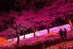 神奈川「さがみ湖桜まつり2017」夜桜イルミネーション・約2500本の桜と600万球の光の競演