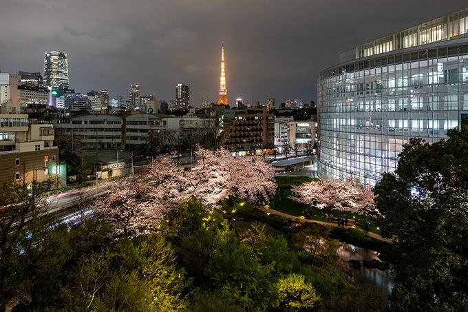 六本木ヒルズの 桜まつり 17 桜のライトアップやグルメ屋台 グルメサンドイッチも登場 ファッションプレス