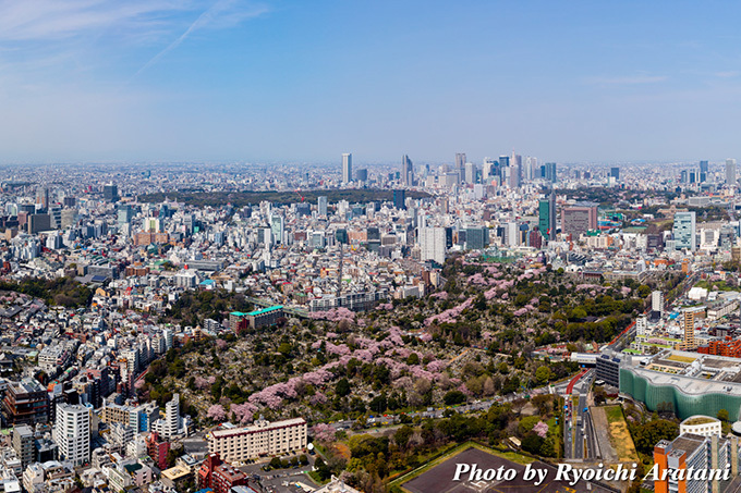 六本木ヒルズの「桜まつり 2017」- 桜のライトアップやグルメ屋台、グルメサンドイッチも登場｜写真22