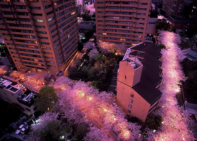 アークヒルズの「さくらまつり」約1kmのソメイヨシノをライトアップ＆特別公開される“秘密の庭園”｜写真2