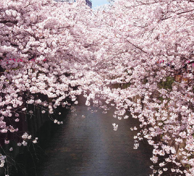 目黒川の美しい桜とアートを同時に楽しめる「サクラ ピンク」展、中目黒で開催 | 写真