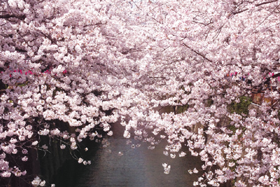 「サクラ ピンク」