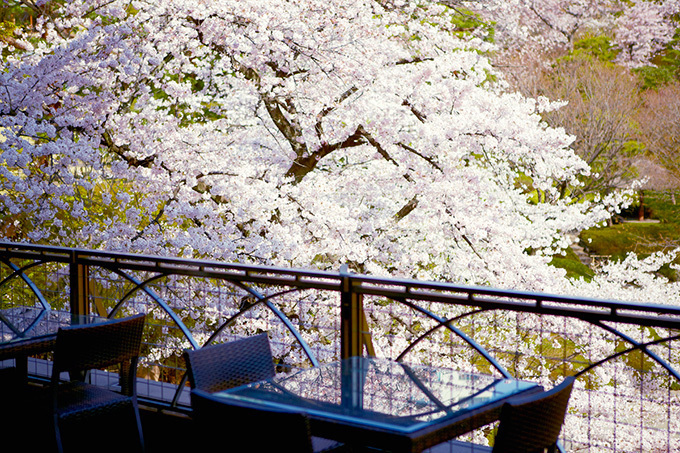 白金台・八芳園「サクラ フェスティバル」5種の桜がライトアップ、旬の野菜や寿司が入った花見弁当も | 写真