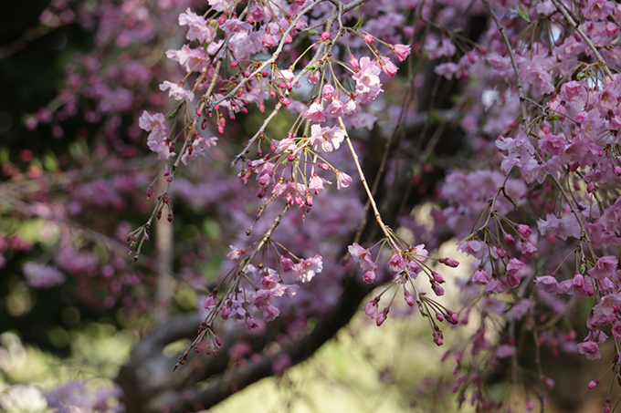白金台・八芳園「サクラ フェスティバル」5種の桜がライトアップ、旬の野菜や寿司が入った花見弁当も｜写真7