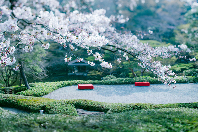 白金台・八芳園「サクラ フェスティバル」5種の桜がライトアップ、旬の野菜や寿司が入った花見弁当も｜写真1