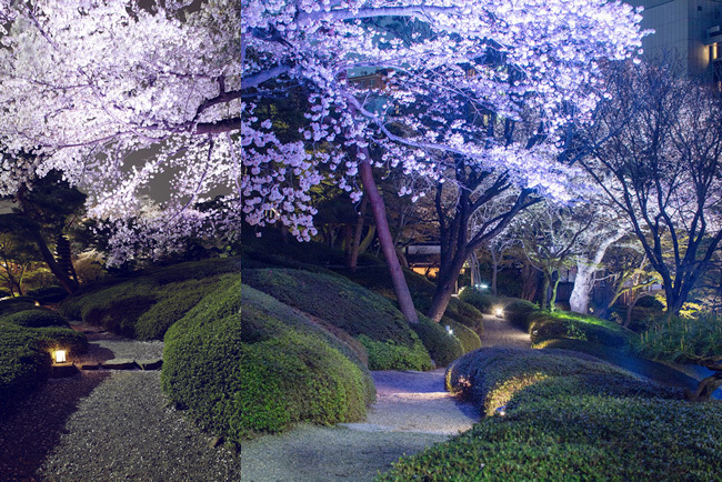 白金台・八芳園「サクラ フェスティバル」5種の桜がライトアップ、旬の野菜や寿司が入った花見弁当も｜写真2