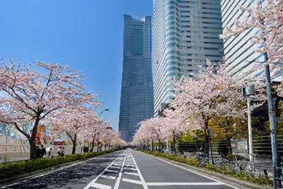 「みなとみらい21さくらフェスタ2017」