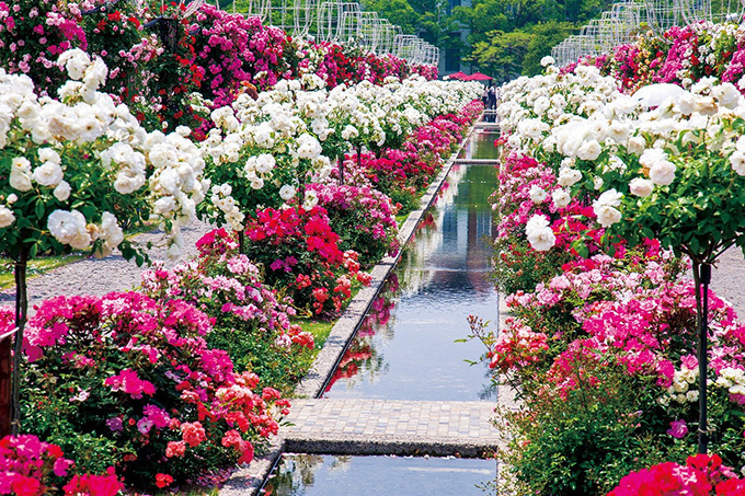 「2,000品種120万本バラ祭」長崎・ハウステンボスで - バラのガーデン×イルミネーションなど | 写真