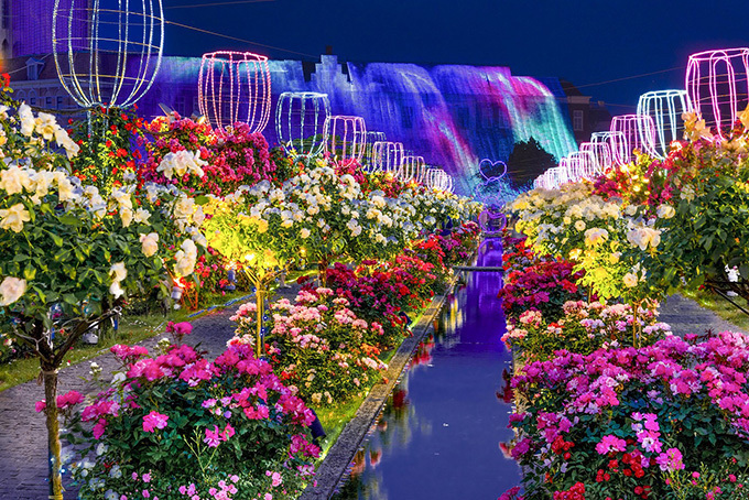 「2,000品種120万本バラ祭」長崎・ハウステンボスで - バラのガーデン×イルミネーションなど | 写真