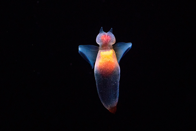 写真12 21 すみだ水族館 朝だよ 貝社員 の企画展 クリオネやウミウシなど貝の仲間が集合 キャラによる解説も ファッションプレス