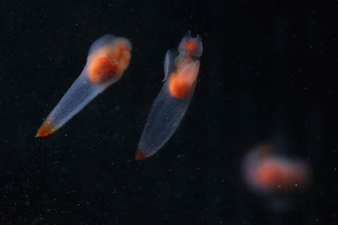 写真5 21 すみだ水族館 朝だよ 貝社員 の企画展 クリオネやウミウシなど貝の仲間が集合 キャラによる解説も ファッションプレス