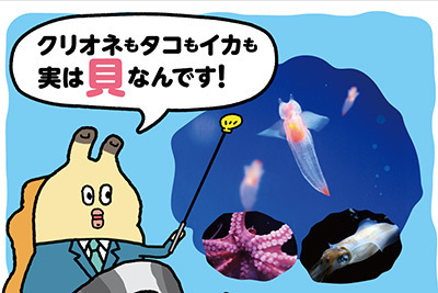 アクアリウム｜すみだ水族館×『朝だよ！貝社員』の企画展、クリオネやウミウシなど貝の仲間が集合！キャラによる解説も
