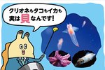 すみだ水族館×『朝だよ！貝社員』の企画展、クリオネやウミウシなど貝の仲間が集合！キャラによる解説も