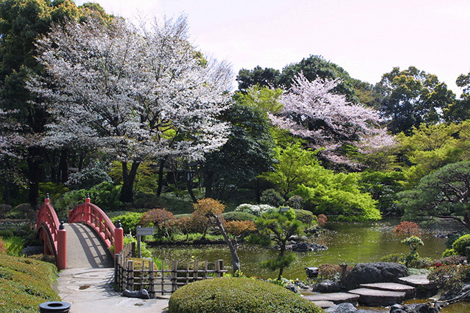 ホテルニューオータニの桜メニュー、57本の桜が咲き誇る日本庭園×春の味覚｜写真14