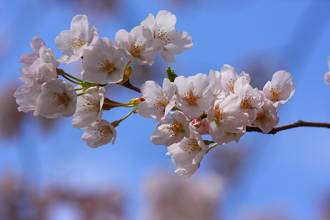 ホテルニューオータニの桜メニュー、57本の桜が咲き誇る日本庭園×春の味覚｜写真16