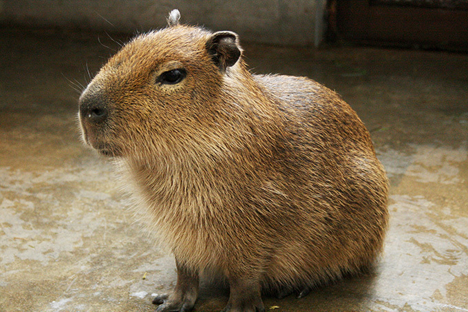 アルパカ＆カピバラが期間限定でサンシャイン水族館に、限定スイーツも｜写真2