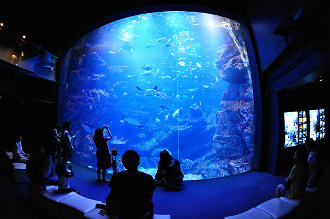 京都鉄道博物館×京都水族館「ナイトミュージアムツアー」SLの検修庫、幻想的な大水槽を120名限定で | 写真