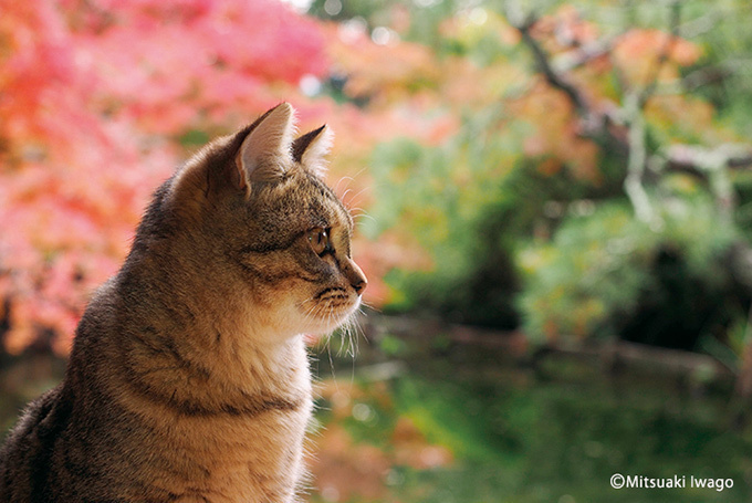 岩合光昭の新作写真展「ねこの京都」日本橋と京都伊勢丹にて - 京都で生活するねこ約160点を展示｜写真7