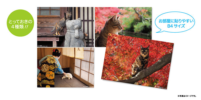 岩合光昭の新作写真展「ねこの京都」日本橋と京都伊勢丹にて - 京都で生活するねこ約160点を展示｜写真10