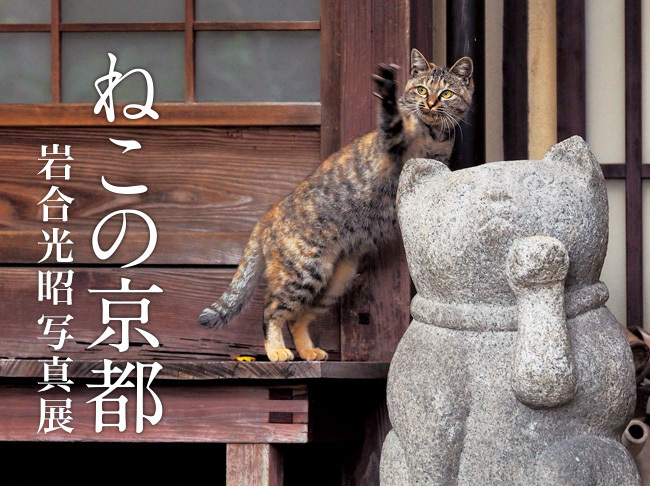 岩合光昭の新作写真展「ねこの京都」日本橋と京都伊勢丹にて - 京都で生活するねこ約160点を展示｜写真1