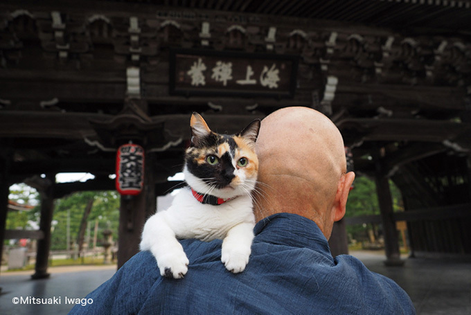 岩合光昭の新作写真展「ねこの京都」日本橋と京都伊勢丹にて - 京都で生活するねこ約160点を展示｜写真3