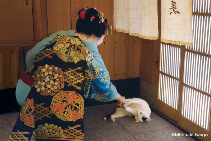岩合光昭の新作写真展「ねこの京都」日本橋と京都伊勢丹にて - 京都で生活するねこ約160点を展示 | 写真
