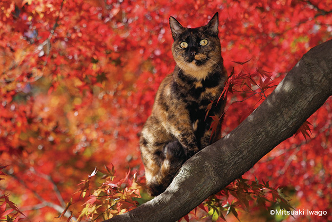 岩合光昭の新作写真展「ねこの京都」日本橋と京都伊勢丹にて - 京都で生活するねこ約160点を展示｜写真5