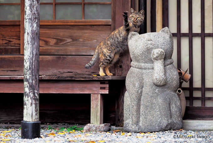 岩合光昭の新作写真展「ねこの京都」日本橋と京都伊勢丹にて - 京都で生活するねこ約160点を展示｜写真6