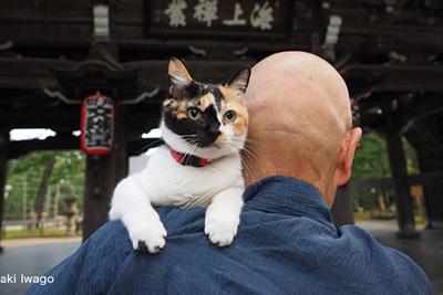 「ねこの京都」