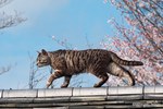 岩合光昭の新作写真展「ねこの京都」日本橋と京都伊勢丹にて - 京都で生活するねこ約160点を展示｜写真2