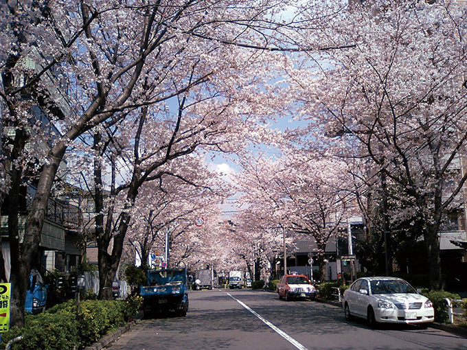 ビールを飲みながら桜並木を練り歩く「ビアウォーク」東京・かむろ坂で初開催 | 写真