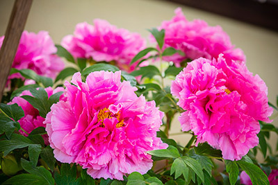 「春のぼたん祭」