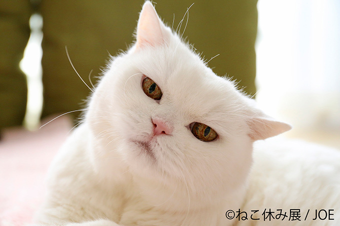 「ねこ休み展」SNS界の“スター猫”が静岡に集結 - 滋賀ではしょんぼり顔の“ふーちゃん”新写真展 | 写真