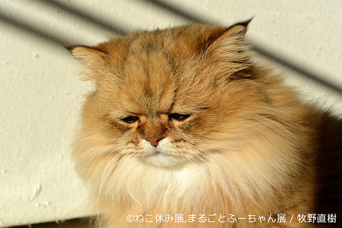 ねこ休み展 Sns界の スター猫 が静岡に集結 滋賀ではしょんぼり顔の ふーちゃん 新写真展 ファッションプレス
