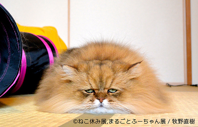 「ねこ休み展」SNS界の“スター猫”が静岡に集結 - 滋賀ではしょんぼり顔の“ふーちゃん”新写真展｜写真9