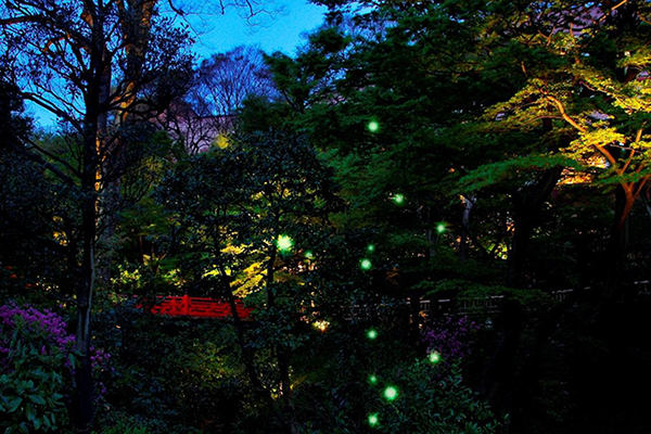 ホテル椿山荘東京「ほたるの夕べ」