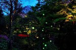 ホテル椿山荘東京「ほたるの夕べ」で蛍観賞、閉園後に庭園に招待されるスイート宿泊プランも