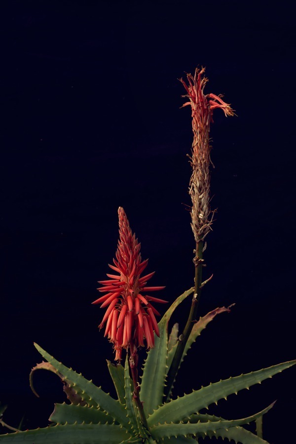 ダイワ(DAIWA) 2019年春夏メンズコレクション  - 写真16